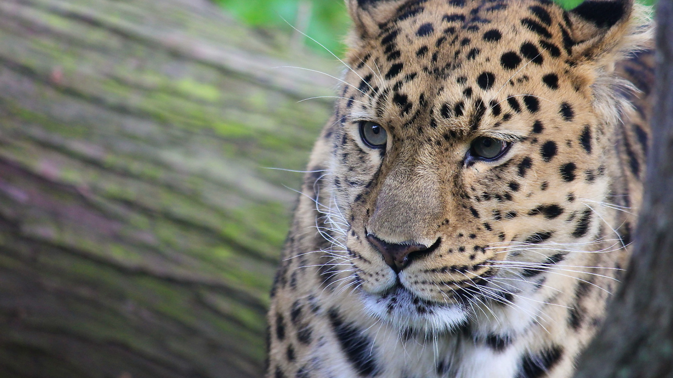 Brauner Und Schwarzer Leopard Auf Braunem Baum. Wallpaper in 1366x768 Resolution