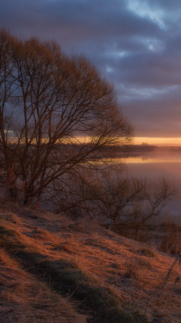 Bare Trees Near Body of Water During Sunset. Wallpaper in 750x1334 Resolution