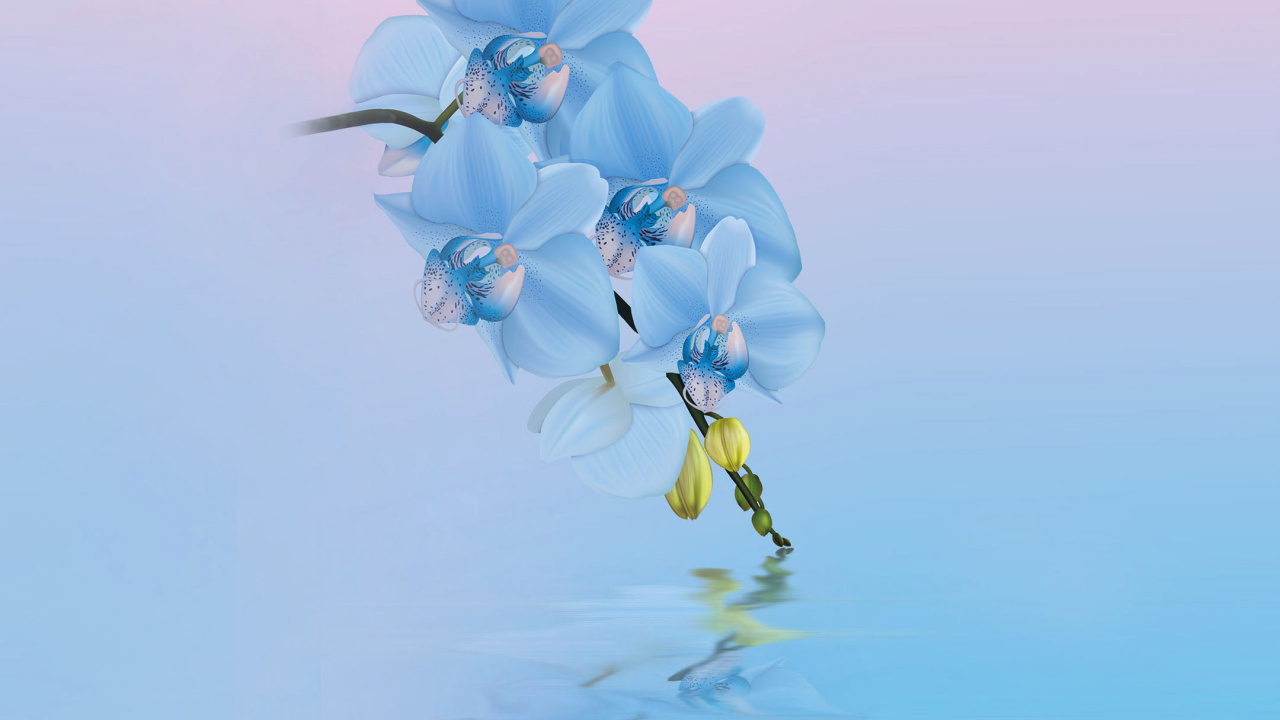 Huawei, Huawei Honor 10, Xiaomi Flower, Flower, Floral Design. Wallpaper in 1280x720 Resolution