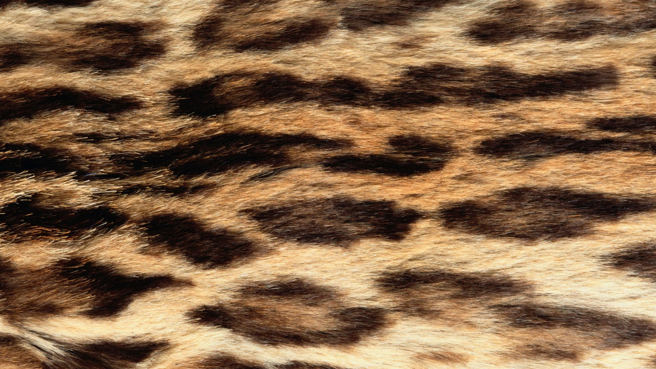 Textil de Leopardo Blanco y Negro. Wallpaper in 1280x720 Resolution