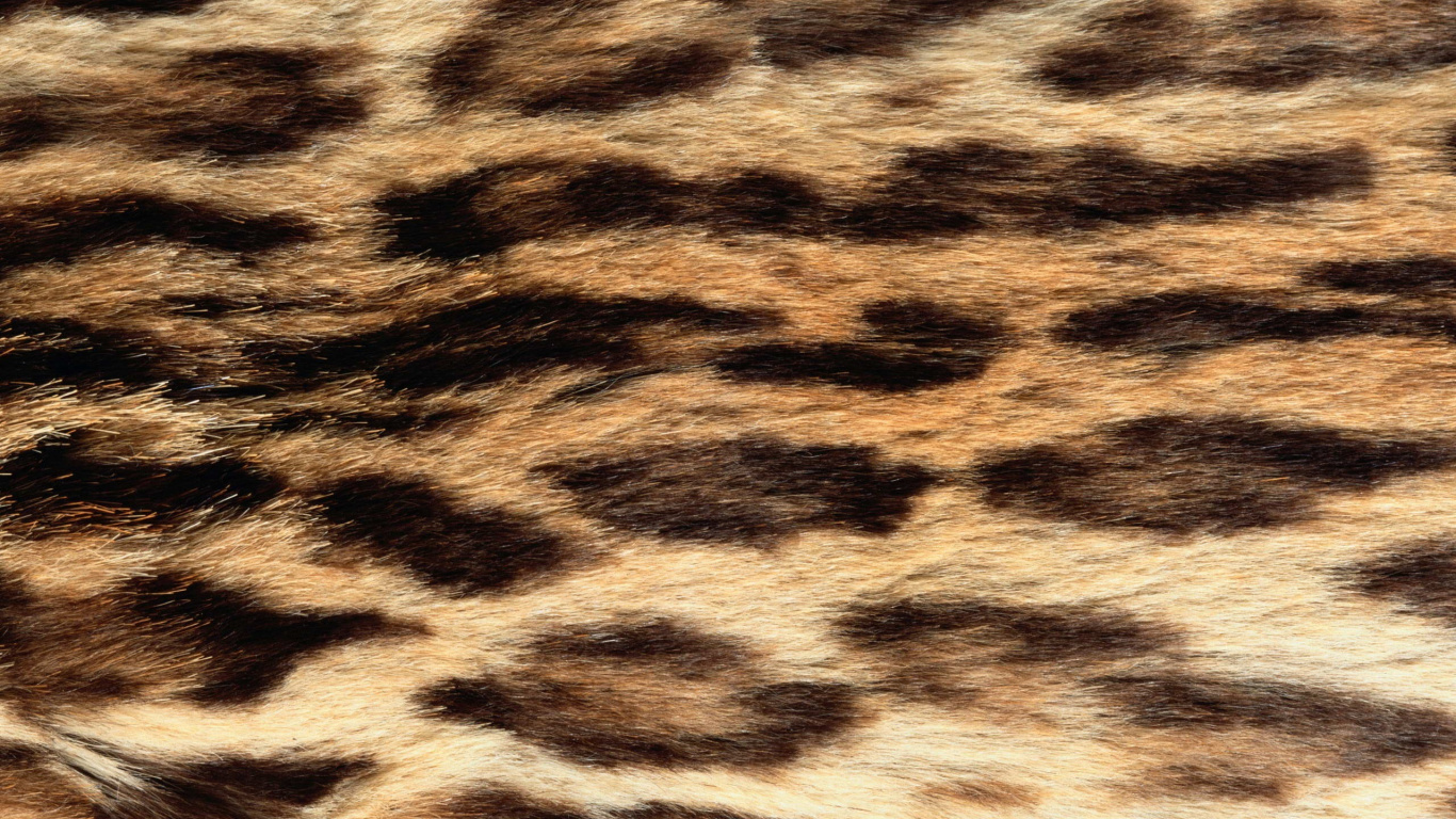 Textil de Leopardo Blanco y Negro. Wallpaper in 1366x768 Resolution