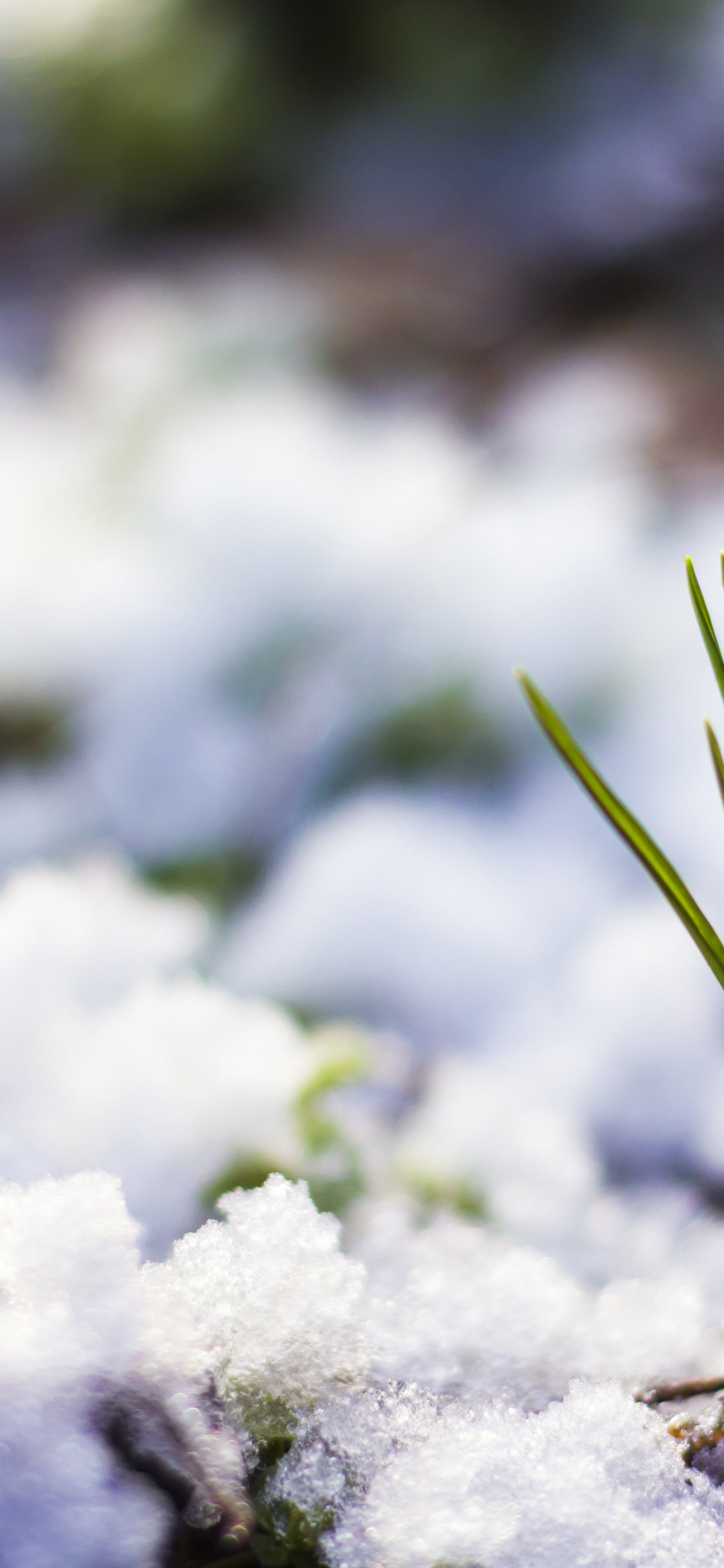 Winter, Schnee, Krokusse, Branch, Naturlandschaft. Wallpaper in 1125x2436 Resolution