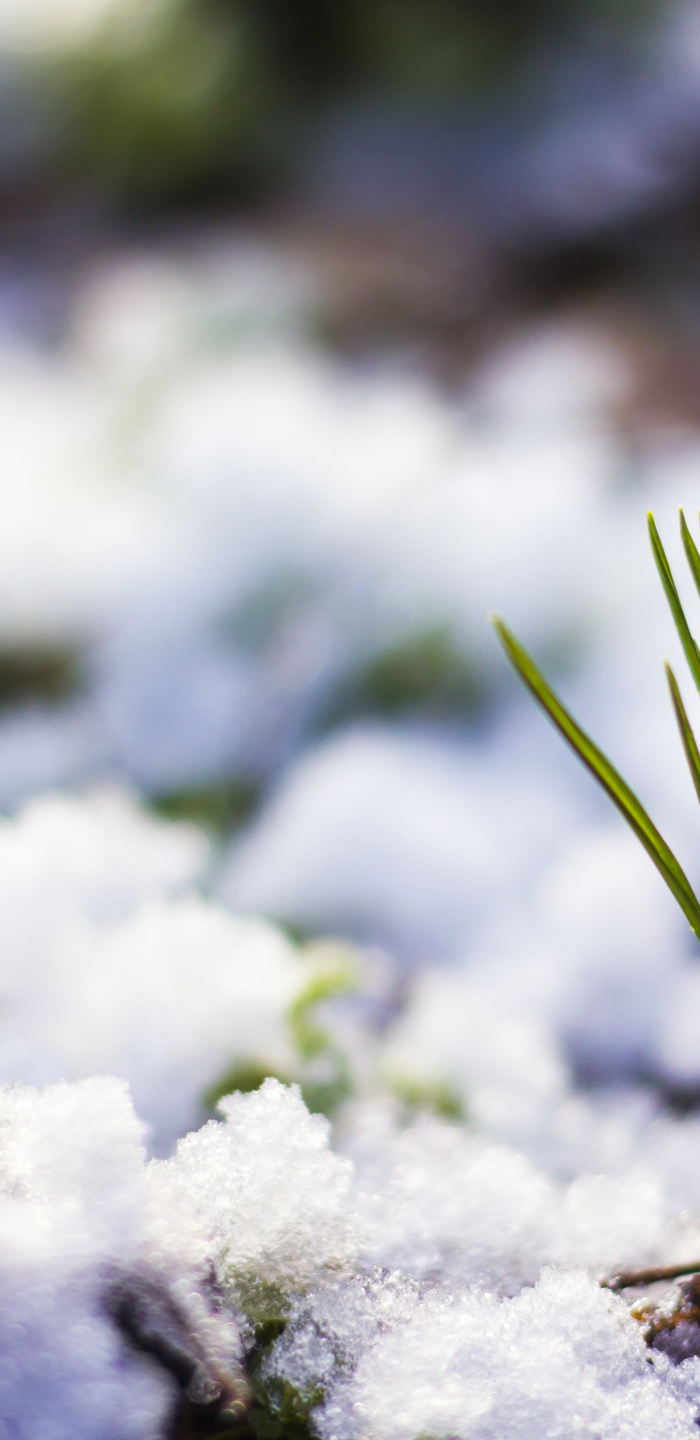 Winter, Snow, Crocus, Flower, Plant. Wallpaper in 1440x2960 Resolution