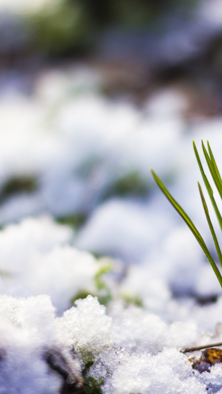 Winter, Snow, Crocus, Flower, Plant. Wallpaper in 720x1280 Resolution