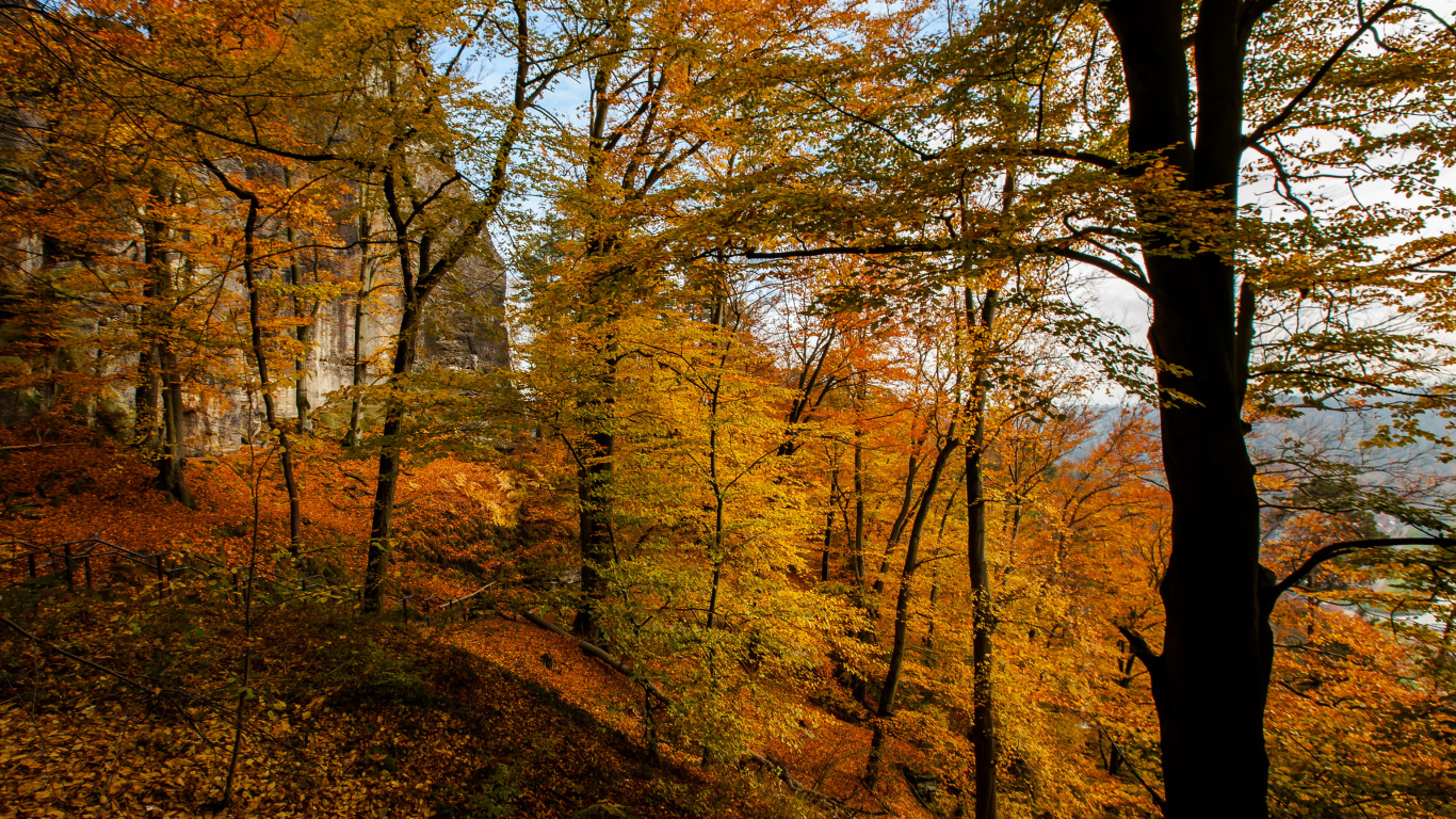 Braune Bäume Auf Braunem Feld Tagsüber. Wallpaper in 1366x768 Resolution