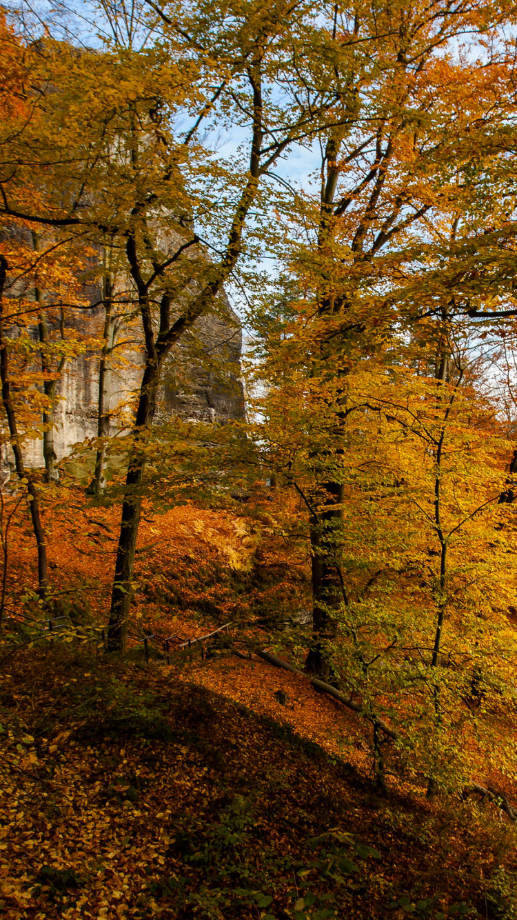 Braune Bäume Auf Braunem Feld Tagsüber. Wallpaper in 750x1334 Resolution
