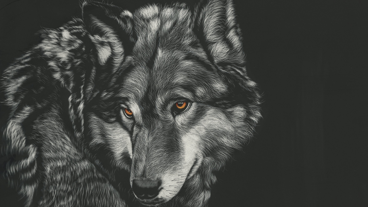 Schwarz-Weiß-Wolf-Abbildung. Wallpaper in 1280x720 Resolution