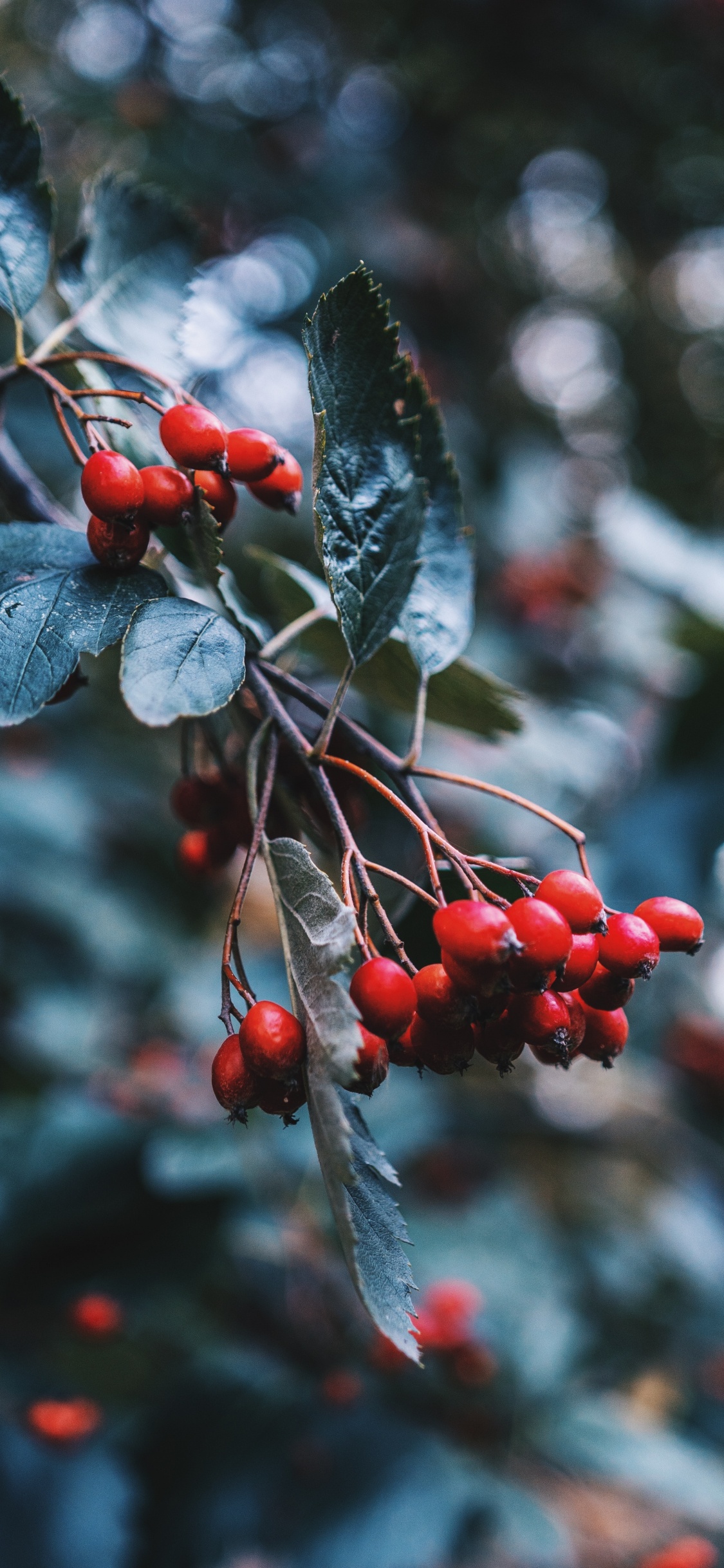 Fruits Ronds Rouges Sur Une Branche D'arbre. Wallpaper in 1125x2436 Resolution