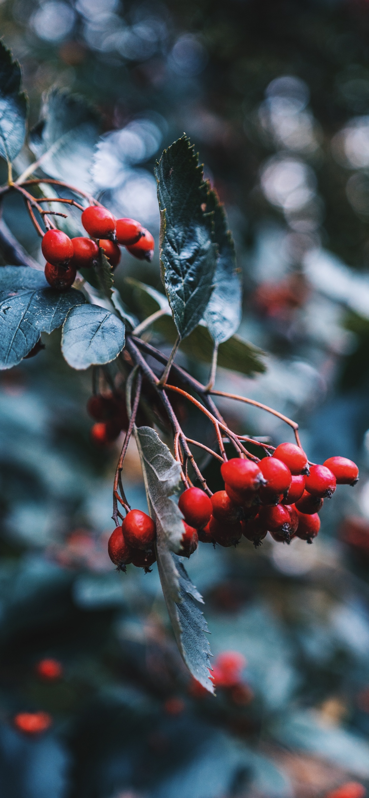 Fruits Ronds Rouges Sur Une Branche D'arbre. Wallpaper in 1242x2688 Resolution