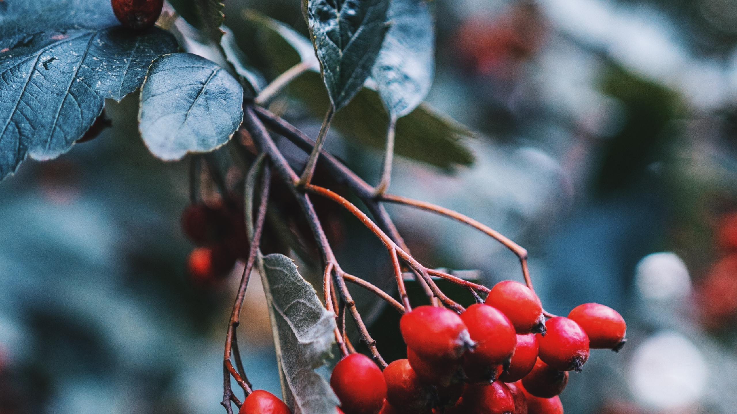 Fruits Ronds Rouges Sur Une Branche D'arbre. Wallpaper in 2560x1440 Resolution