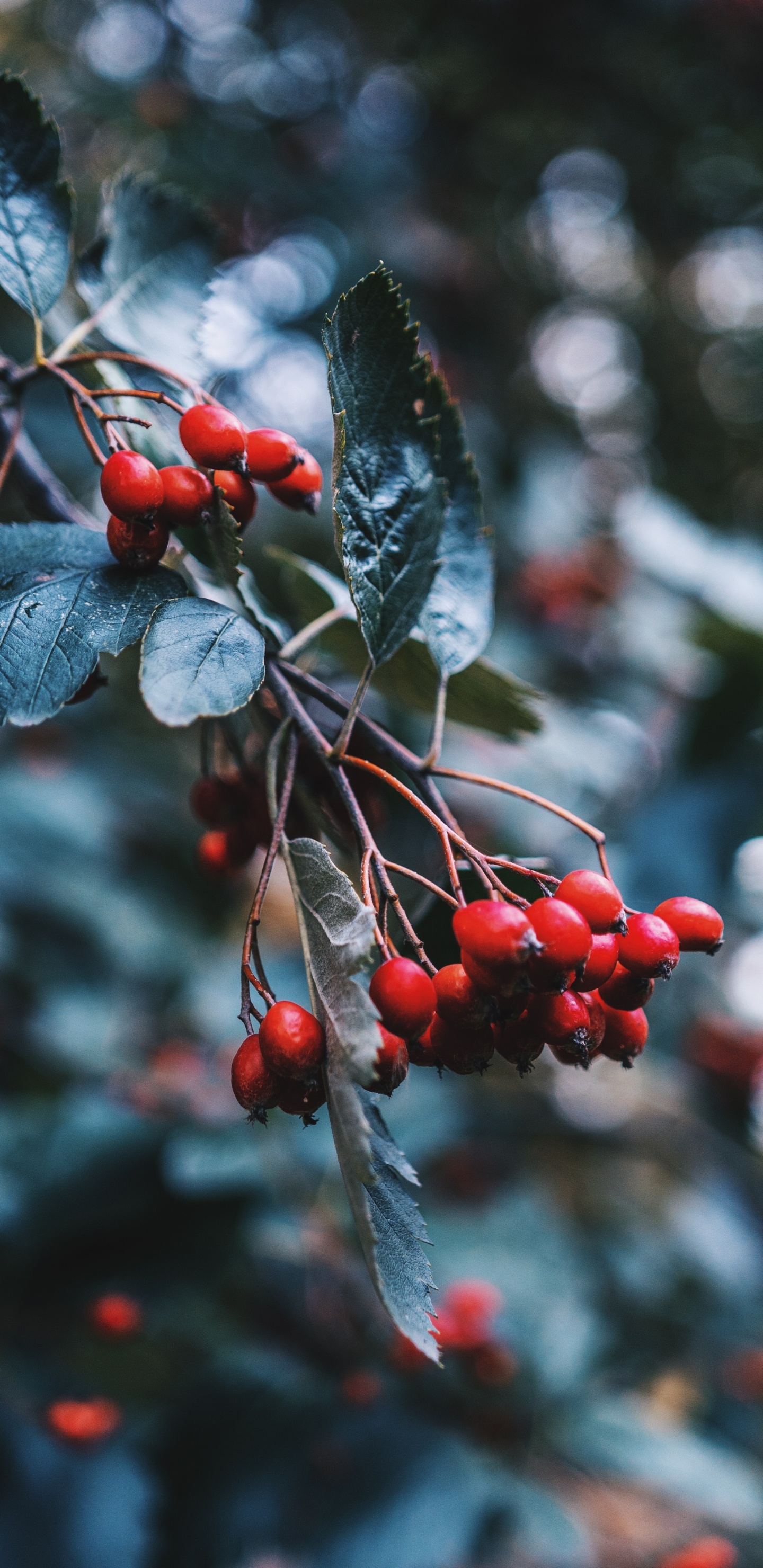 Frutos Rojos Redondos en la Rama de un Árbol. Wallpaper in 1440x2960 Resolution