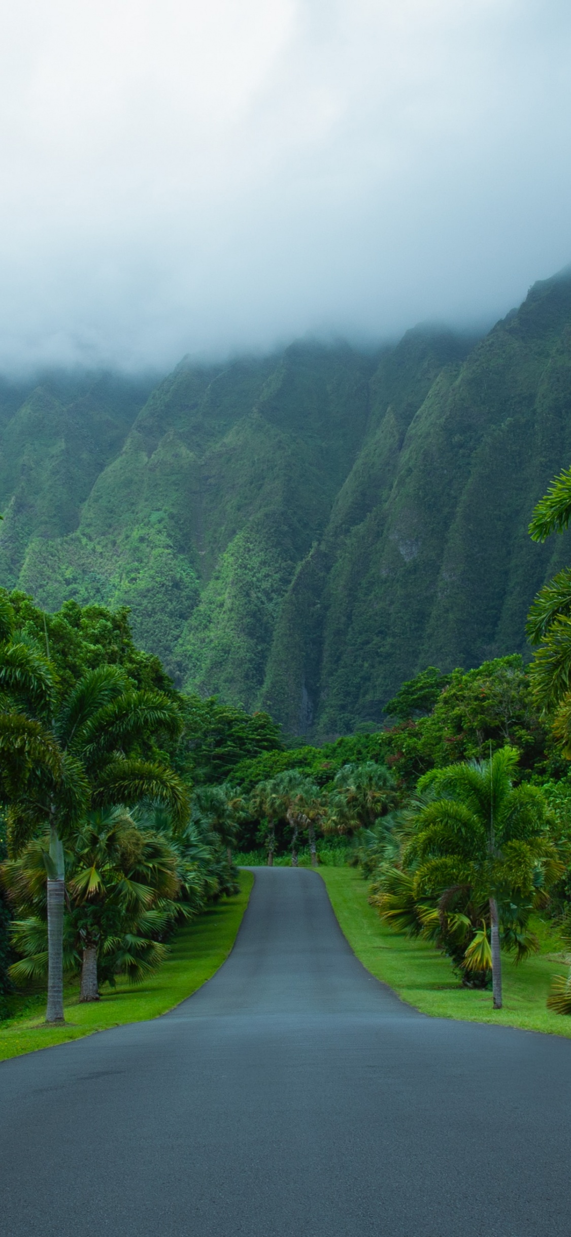 Nature, Hill Station, Vegetation, Highland, Natural Landscape. Wallpaper in 1125x2436 Resolution