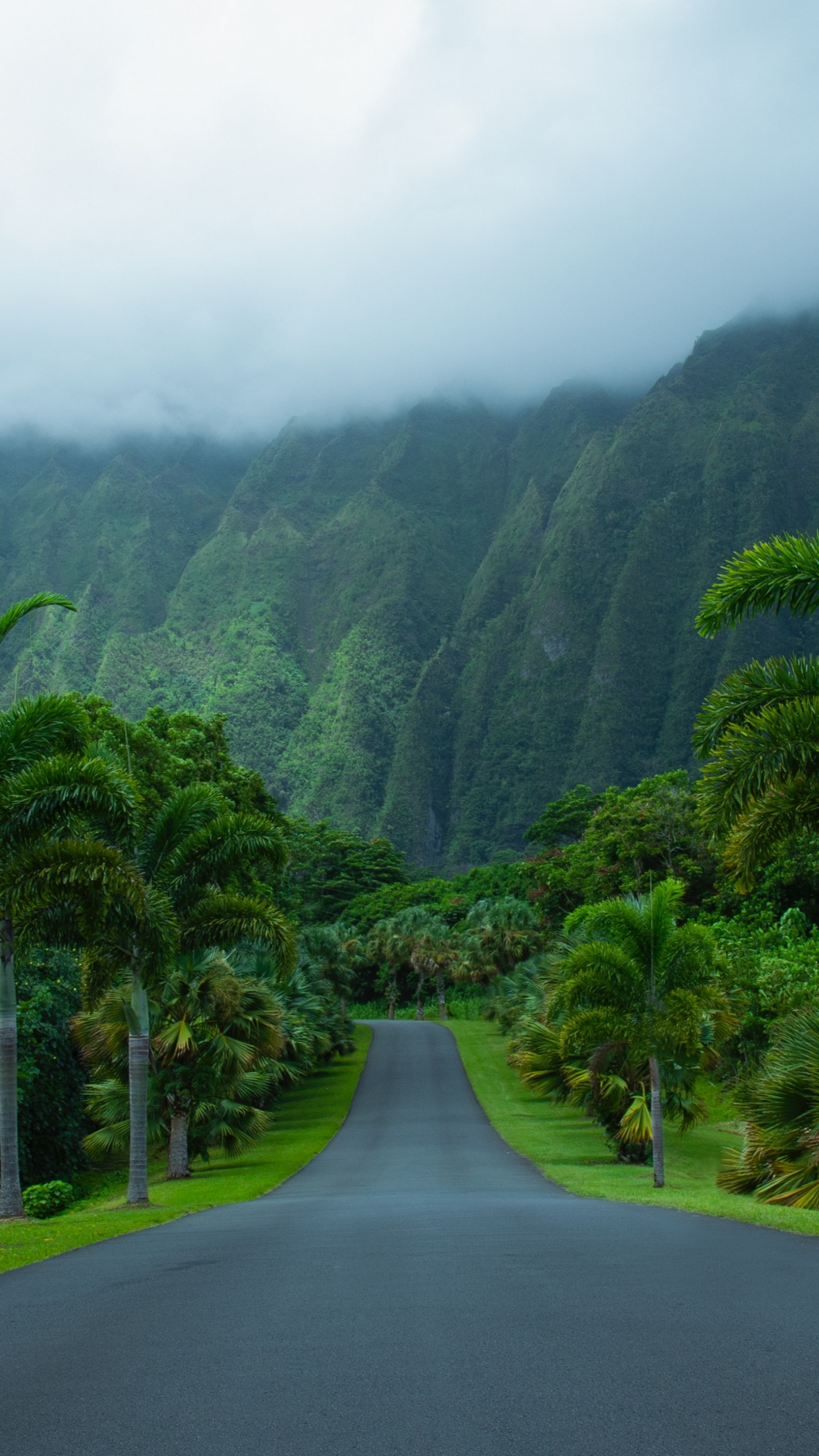 Nature, Hill Station, Vegetation, Highland, Natural Landscape. Wallpaper in 1440x2560 Resolution