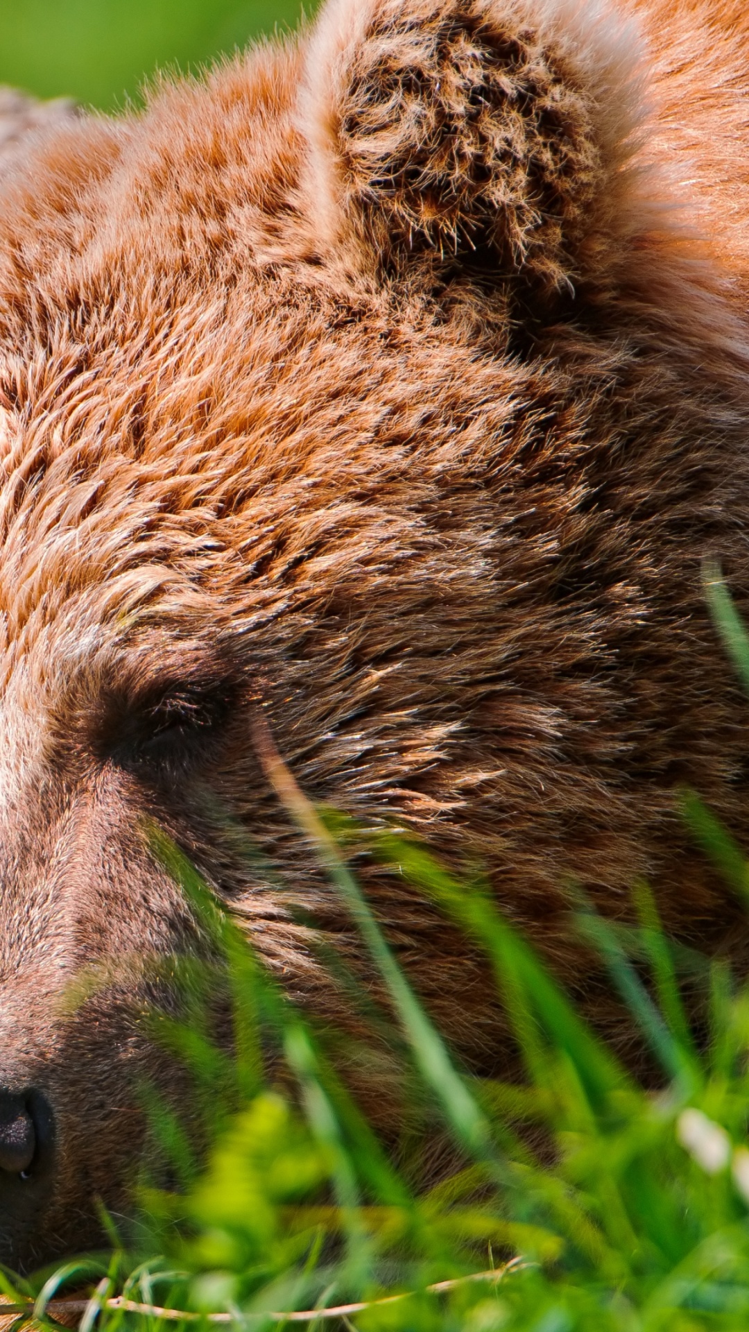 Brown Bear on Green Grass During Daytime. Wallpaper in 1080x1920 Resolution