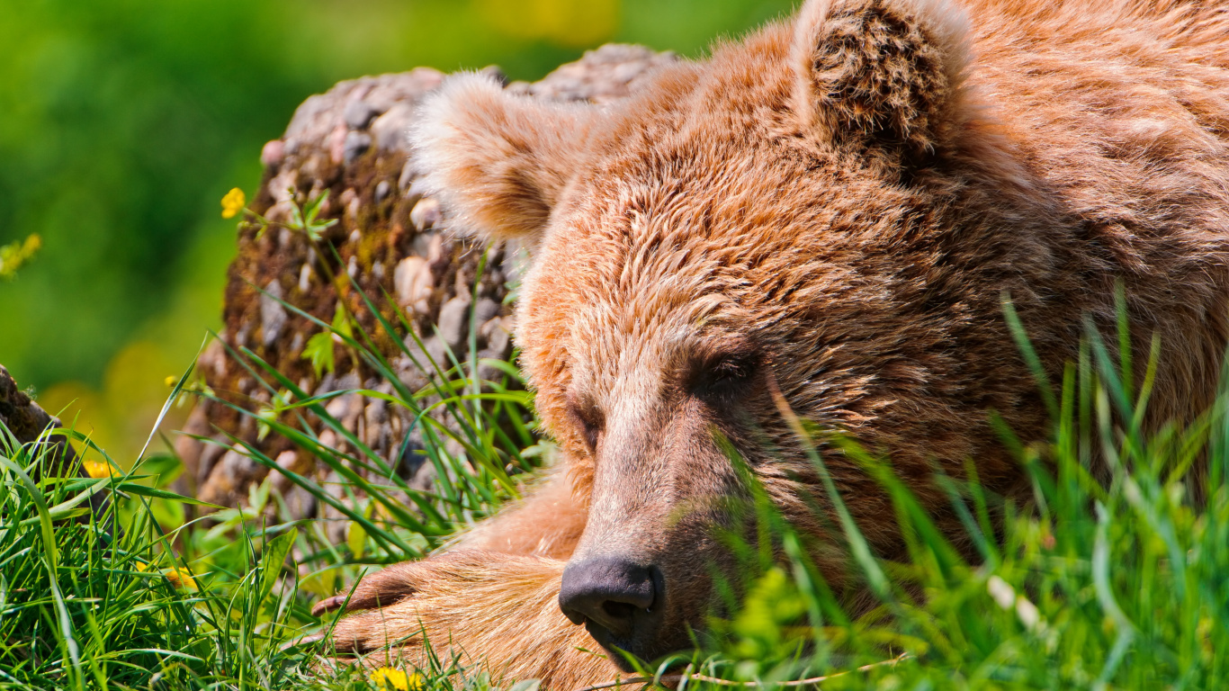 Brown Bear on Green Grass During Daytime. Wallpaper in 1366x768 Resolution