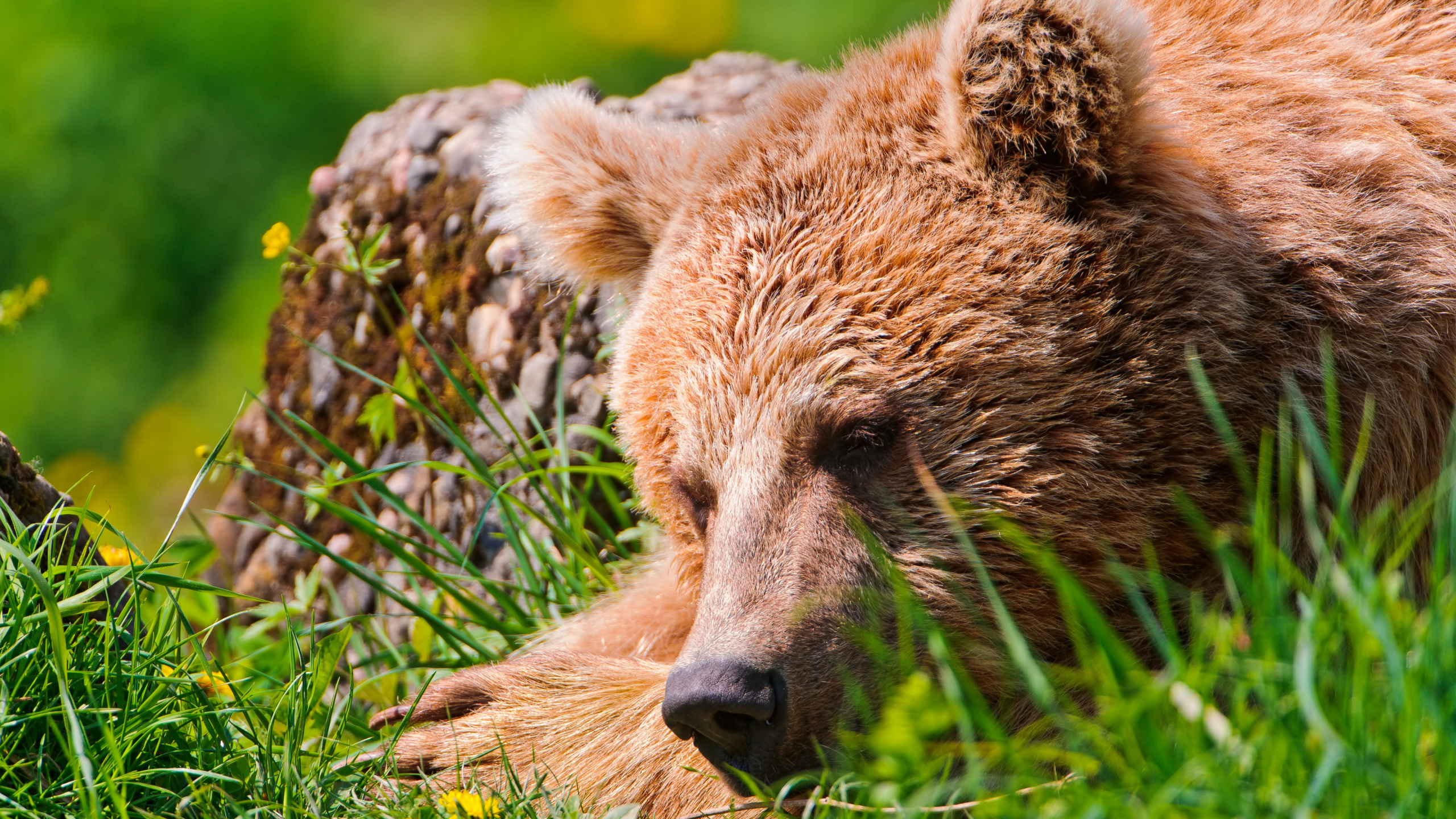 Brown Bear on Green Grass During Daytime. Wallpaper in 2560x1440 Resolution