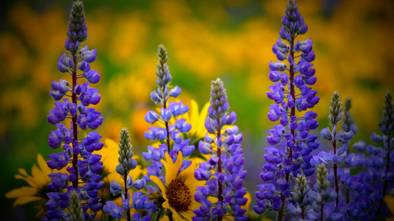 Gelbe Und Violette Blume in Tilt-Shift-Linse. Wallpaper in 1366x768 Resolution