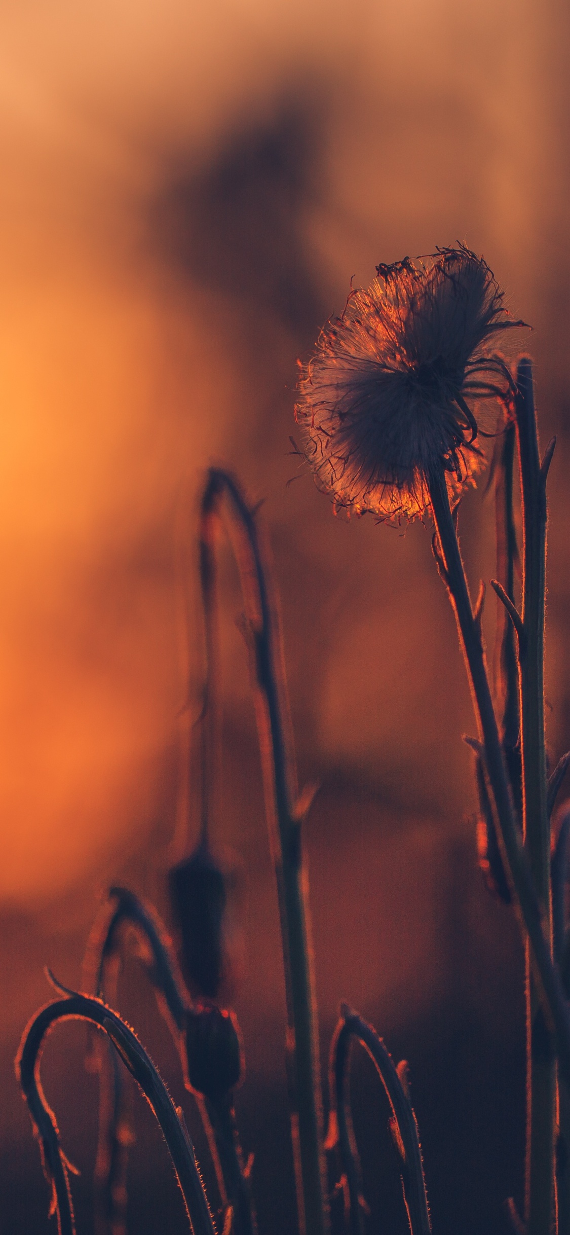 White Dandelion in Close up Photography. Wallpaper in 1125x2436 Resolution