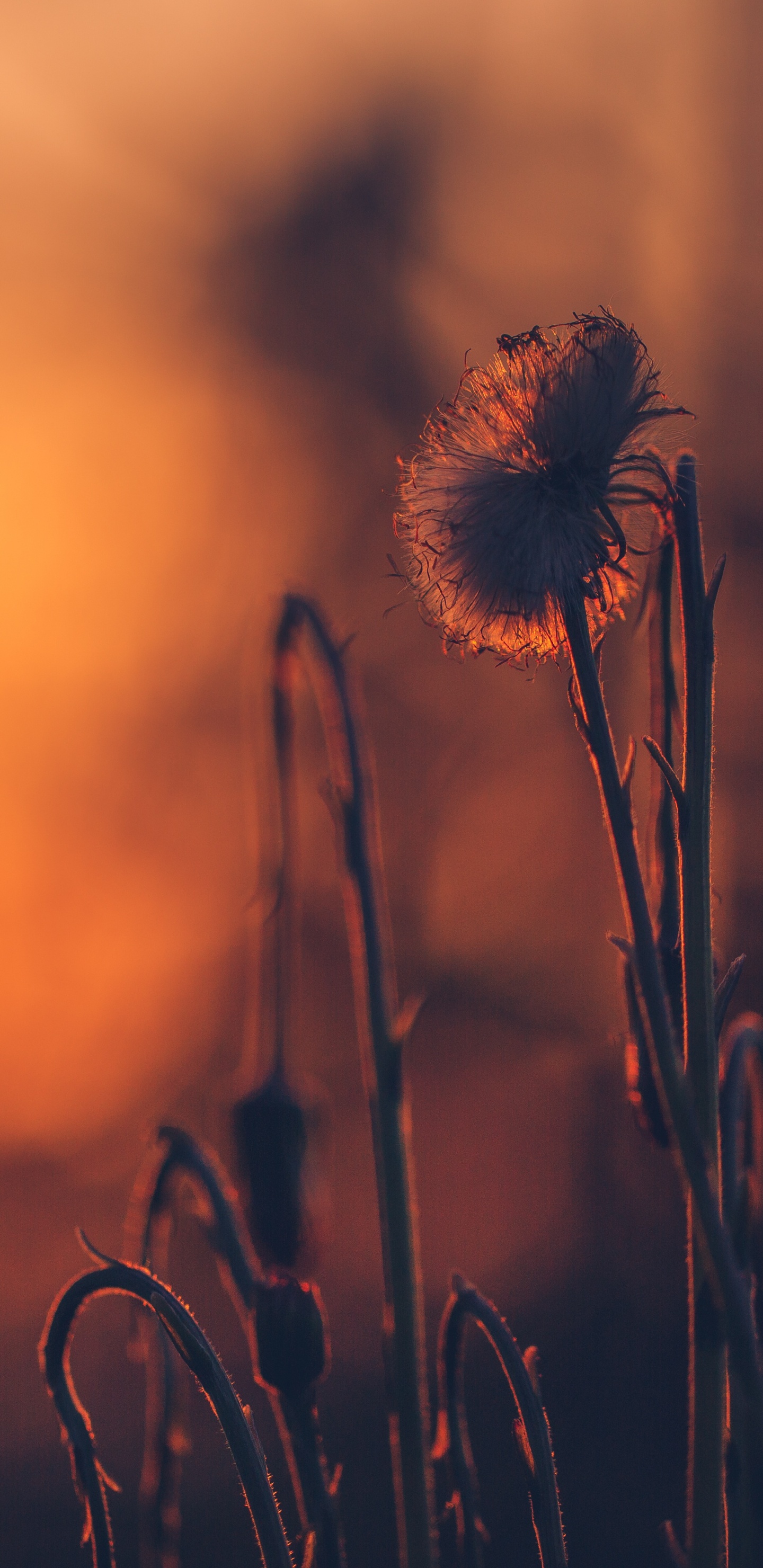 White Dandelion in Close up Photography. Wallpaper in 1440x2960 Resolution