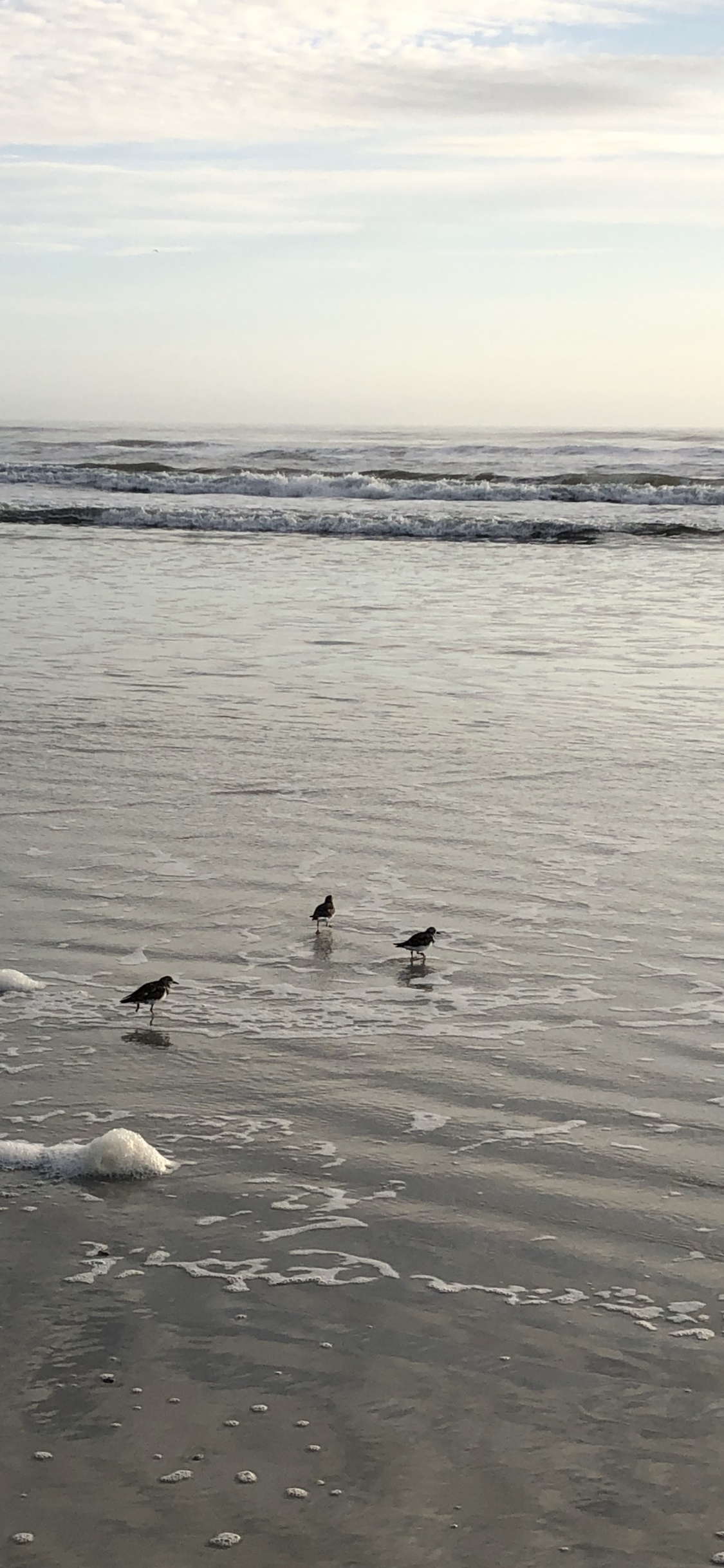 Mar, Fangoso, Agua, de Aves Marinas, la Marea. Wallpaper in 1125x2436 Resolution