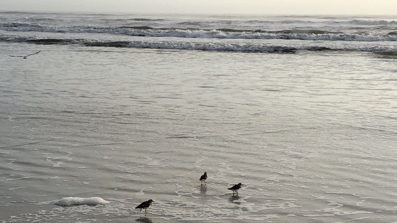 Mar, Fangoso, Agua, de Aves Marinas, la Marea. Wallpaper in 1366x768 Resolution