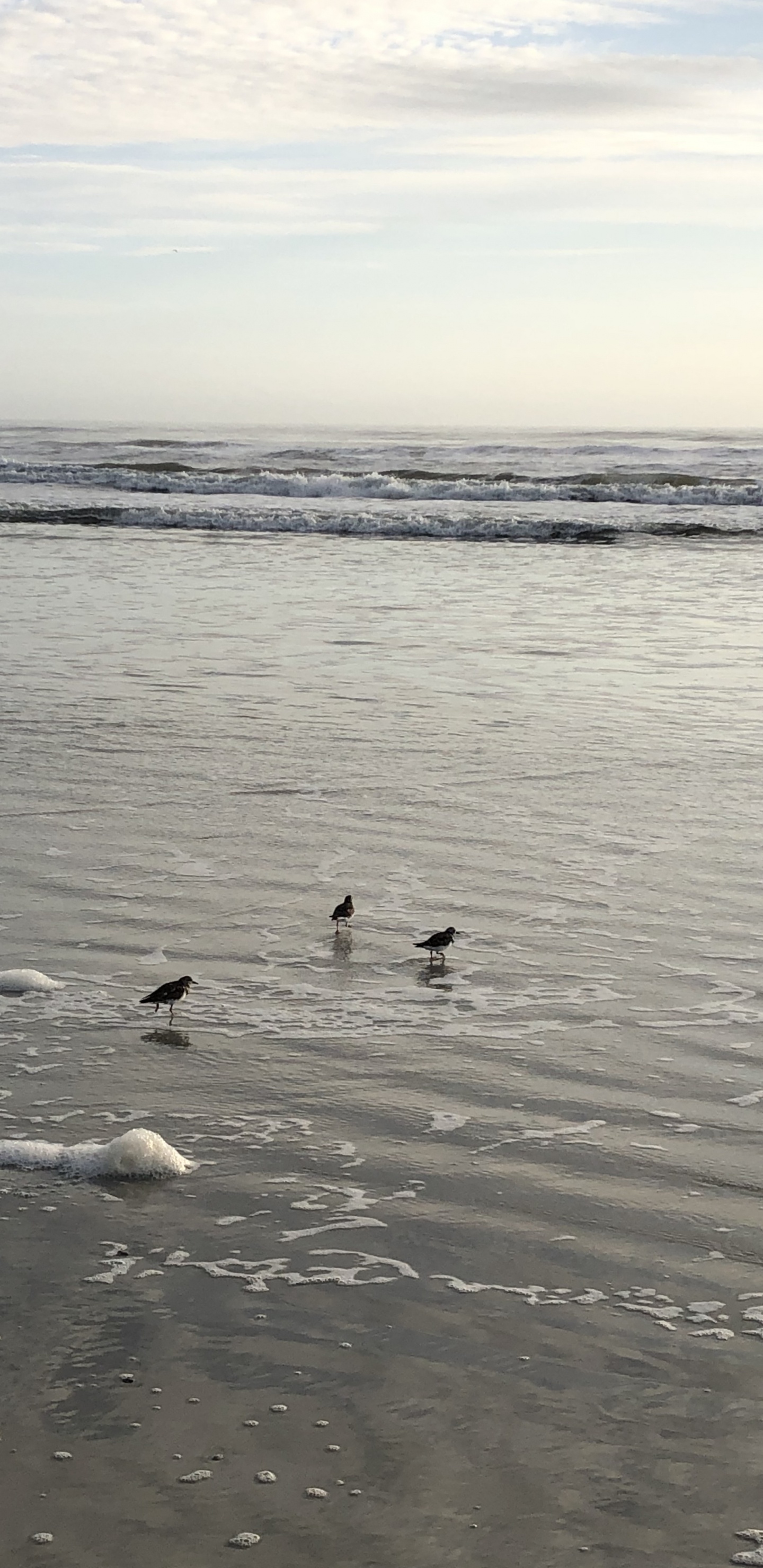 Mar, Fangoso, Agua, de Aves Marinas, la Marea. Wallpaper in 1440x2960 Resolution