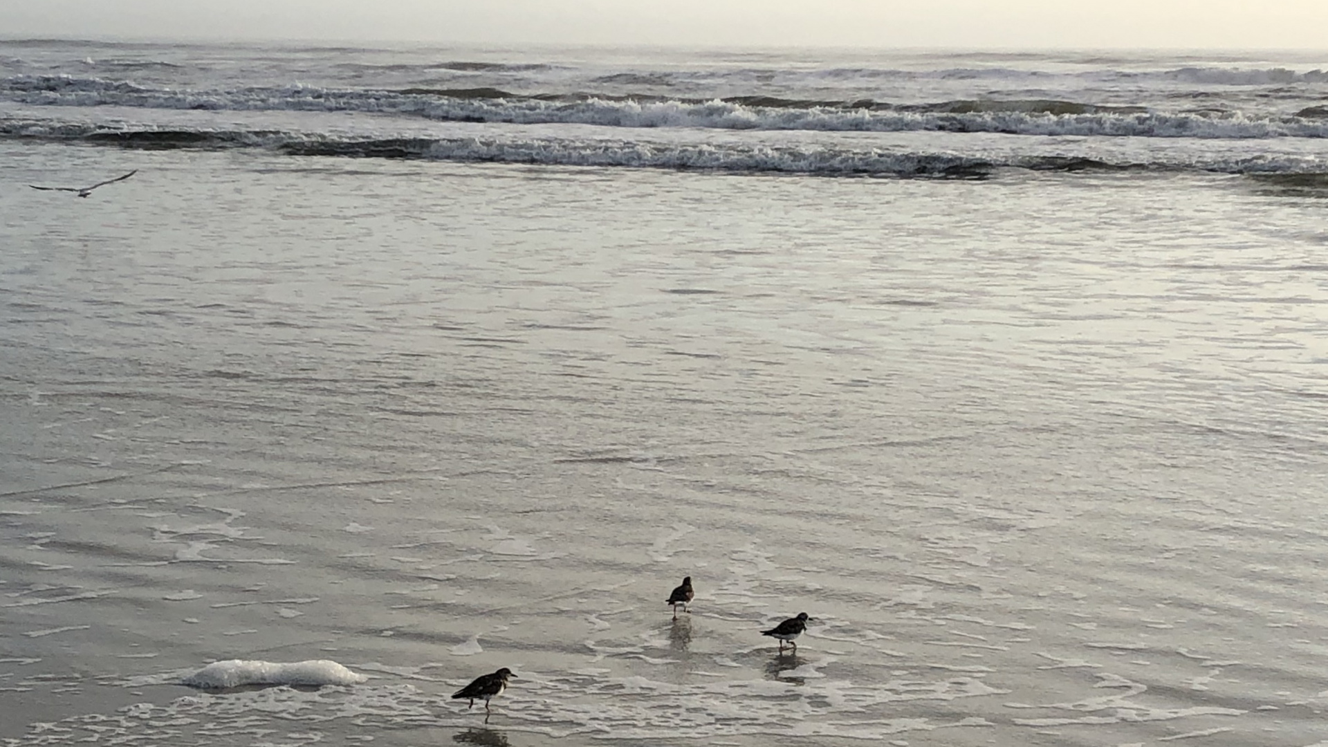 Mar, Fangoso, Agua, de Aves Marinas, la Marea. Wallpaper in 1920x1080 Resolution