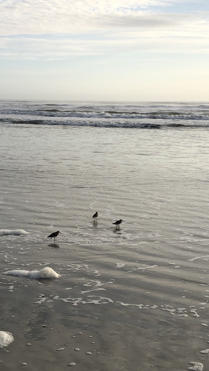 Mer, Vasière, Eau, D'oiseaux de Mer, Marée. Wallpaper in 720x1280 Resolution