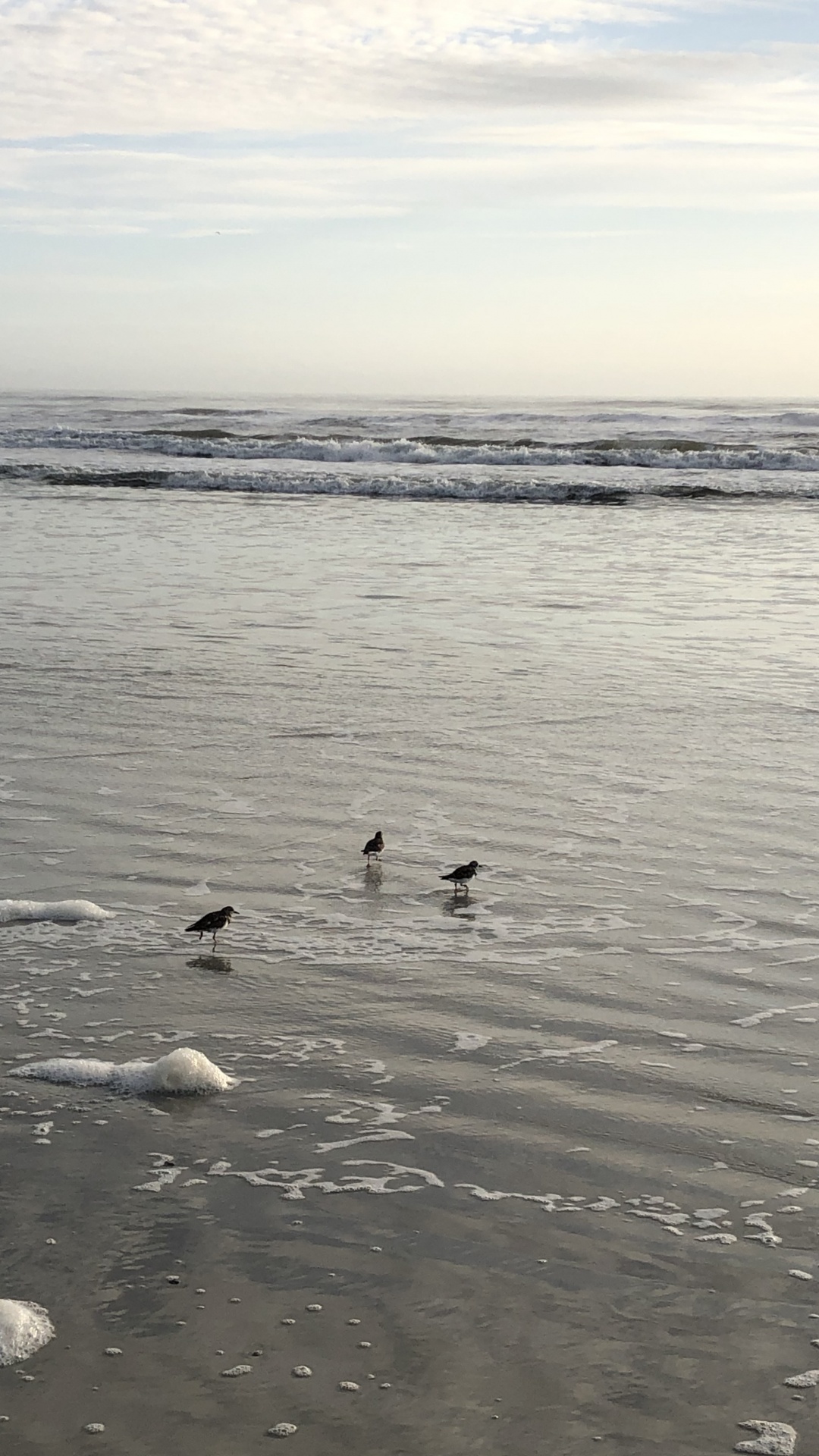 Sea, Mudflat, Water, Seabird, Tide. Wallpaper in 1080x1920 Resolution