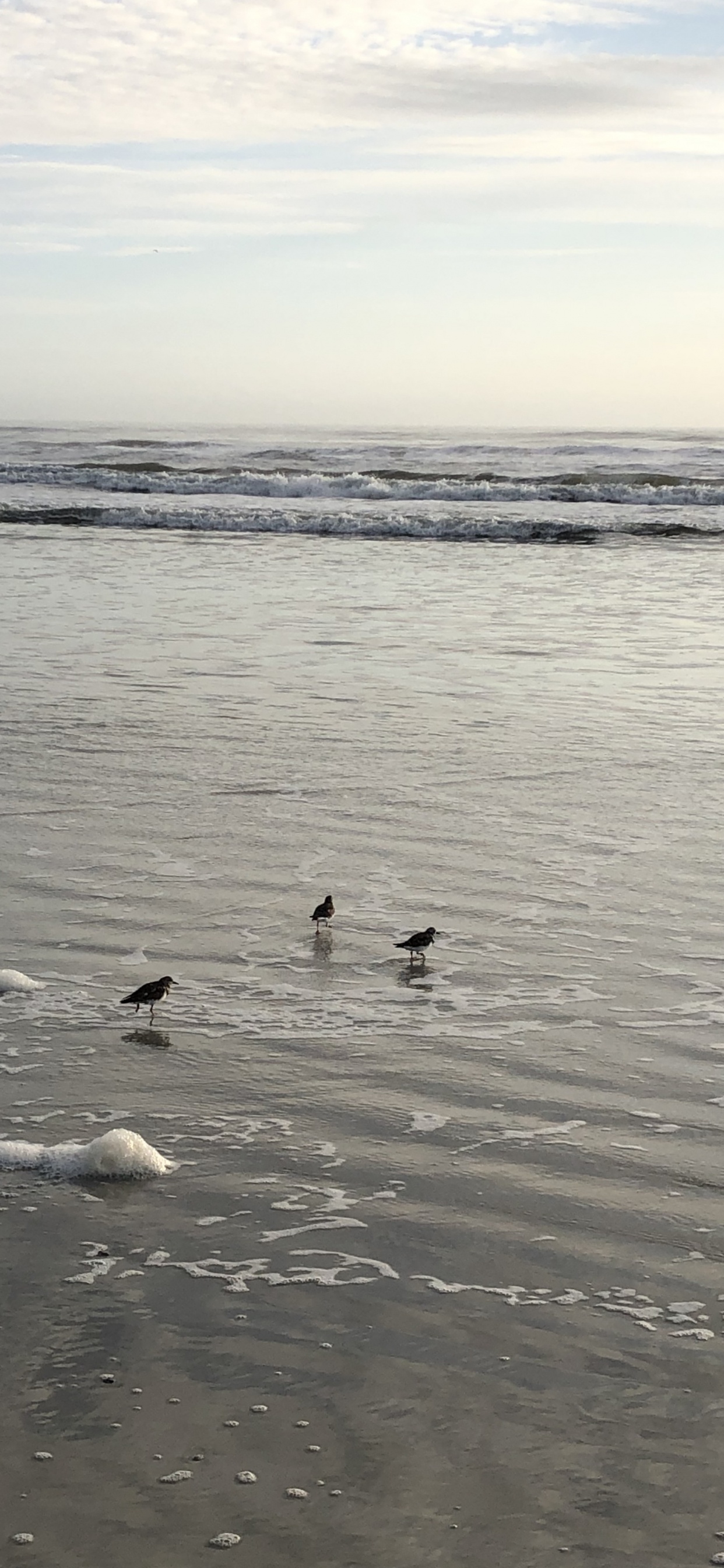 Sea, Mudflat, Water, Seabird, Tide. Wallpaper in 1242x2688 Resolution