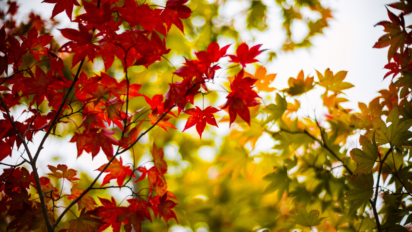 Rote Und Gelbe Ahornblätter. Wallpaper in 1366x768 Resolution