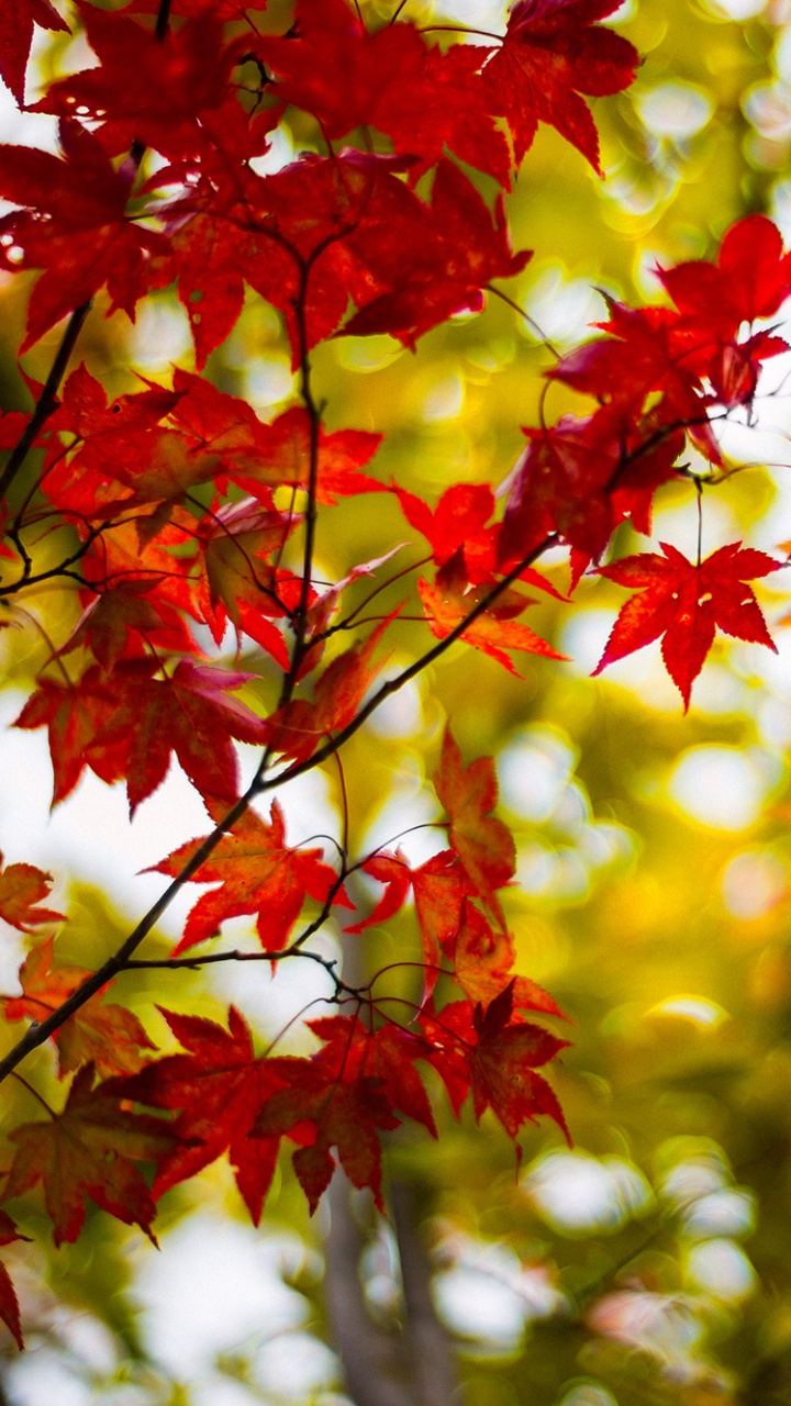 Rote Und Gelbe Ahornblätter. Wallpaper in 720x1280 Resolution