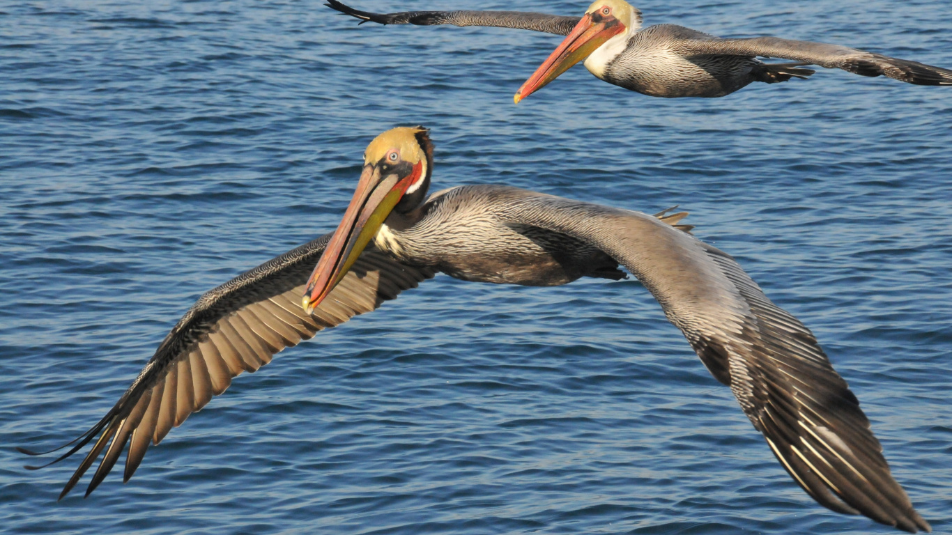 Pélican Sur le Plan D'eau Pendant la Journée. Wallpaper in 1366x768 Resolution