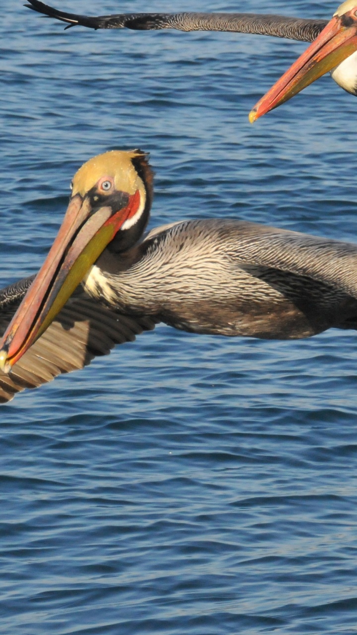 Pelican on Body of Water During Daytime. Wallpaper in 720x1280 Resolution