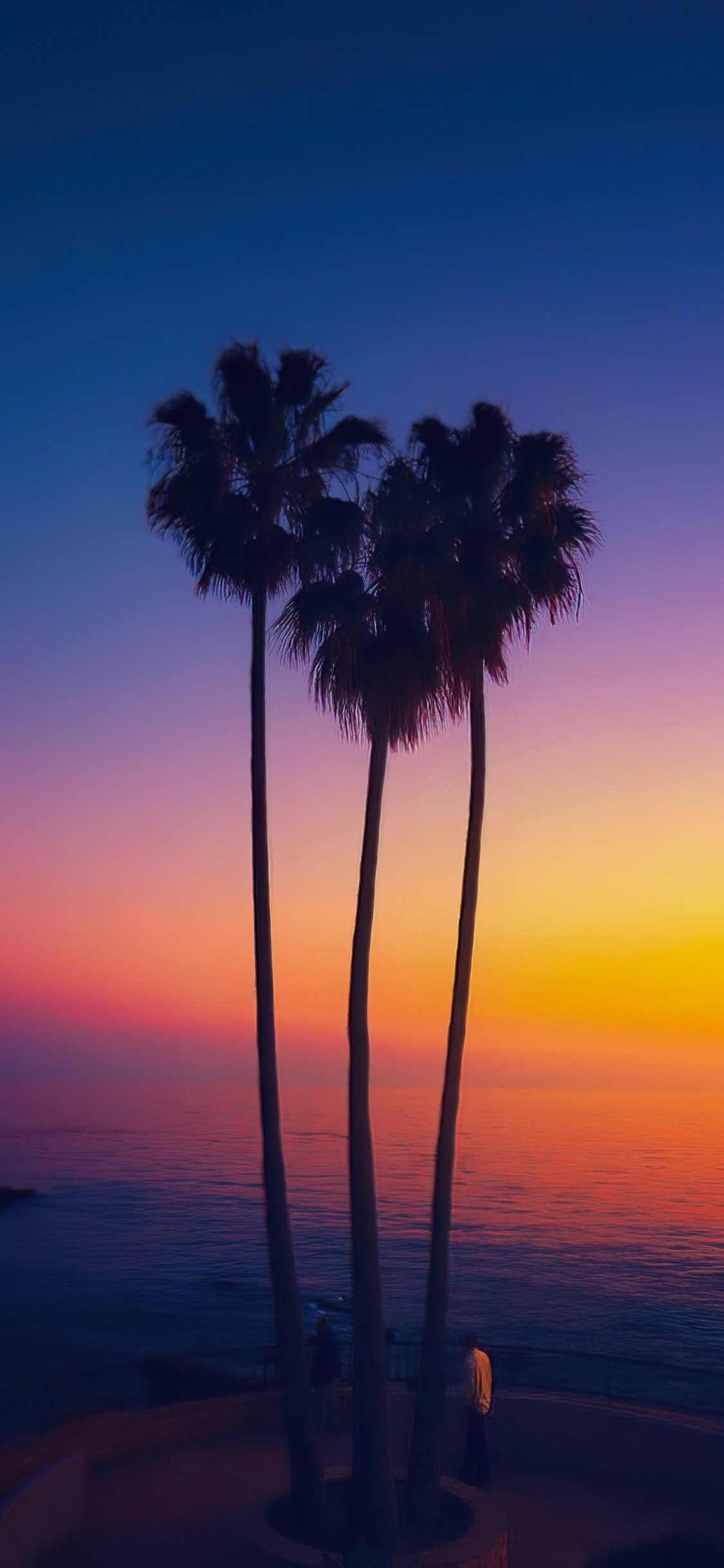 Palme, Dattelpalme, Wasser, Atmosphäre, Tageszeit. Wallpaper in 1125x2436 Resolution