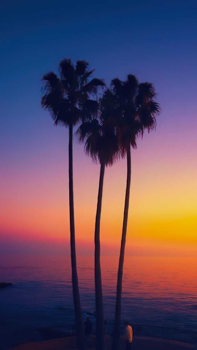 Palme, Dattelpalme, Wasser, Atmosphäre, Tageszeit. Wallpaper in 750x1334 Resolution