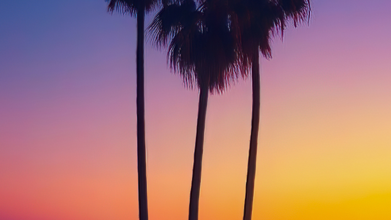 Palmera, Fecha de la Palma, Agua, Ambiente, Naturaleza. Wallpaper in 1280x720 Resolution