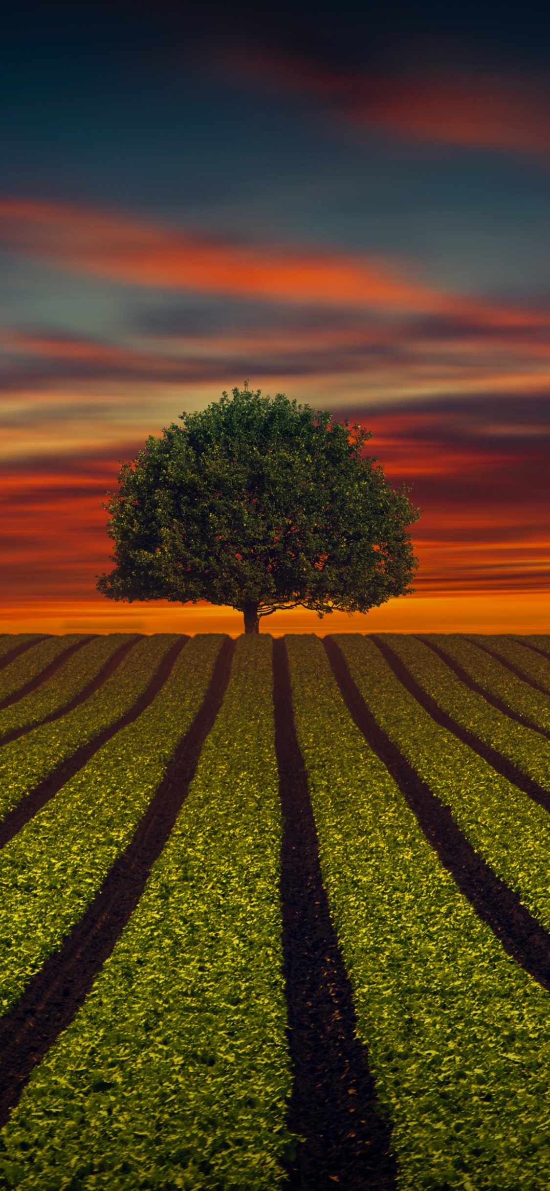 Árbol Verde en el Campo de Hierba Verde Durante la Puesta de Sol. Wallpaper in 1125x2436 Resolution