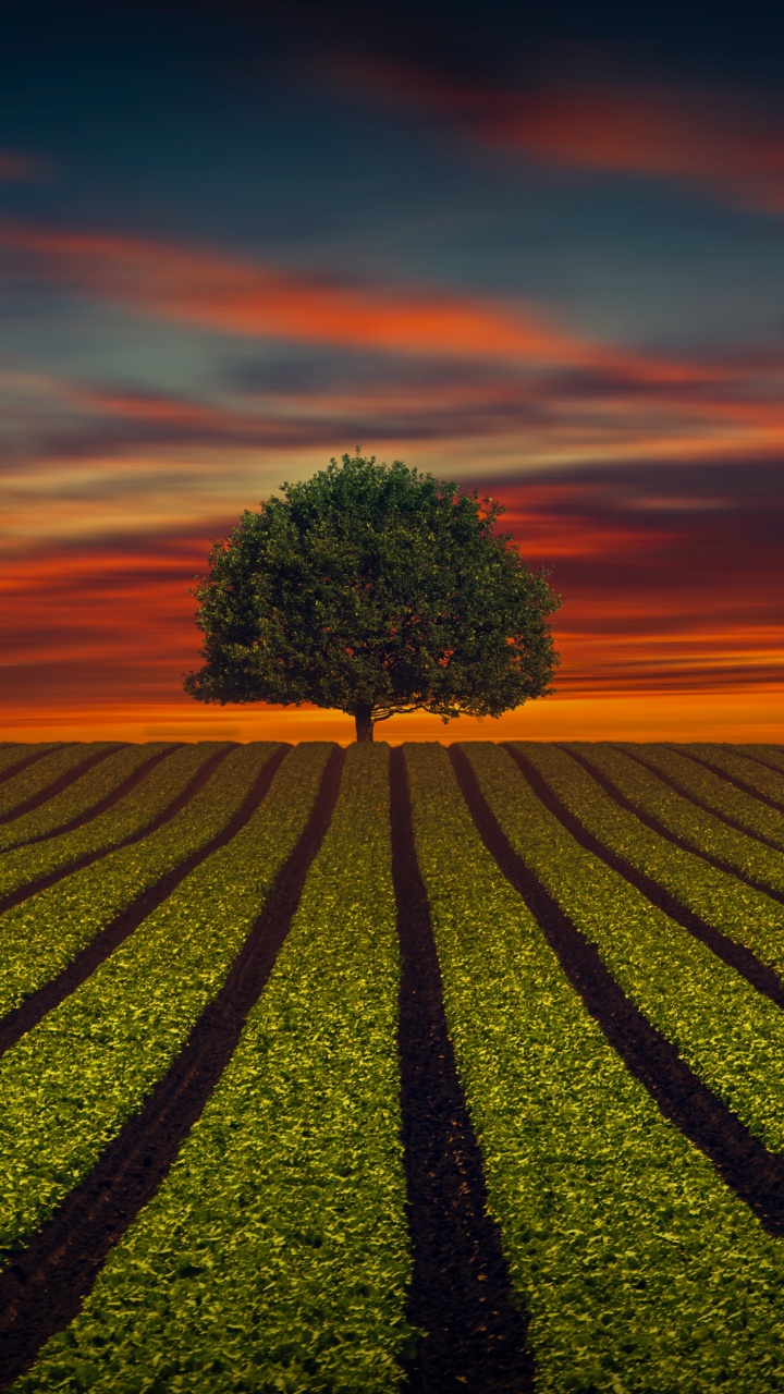 Arbre Vert Sur Terrain D'herbe Verte Pendant le Coucher du Soleil. Wallpaper in 720x1280 Resolution