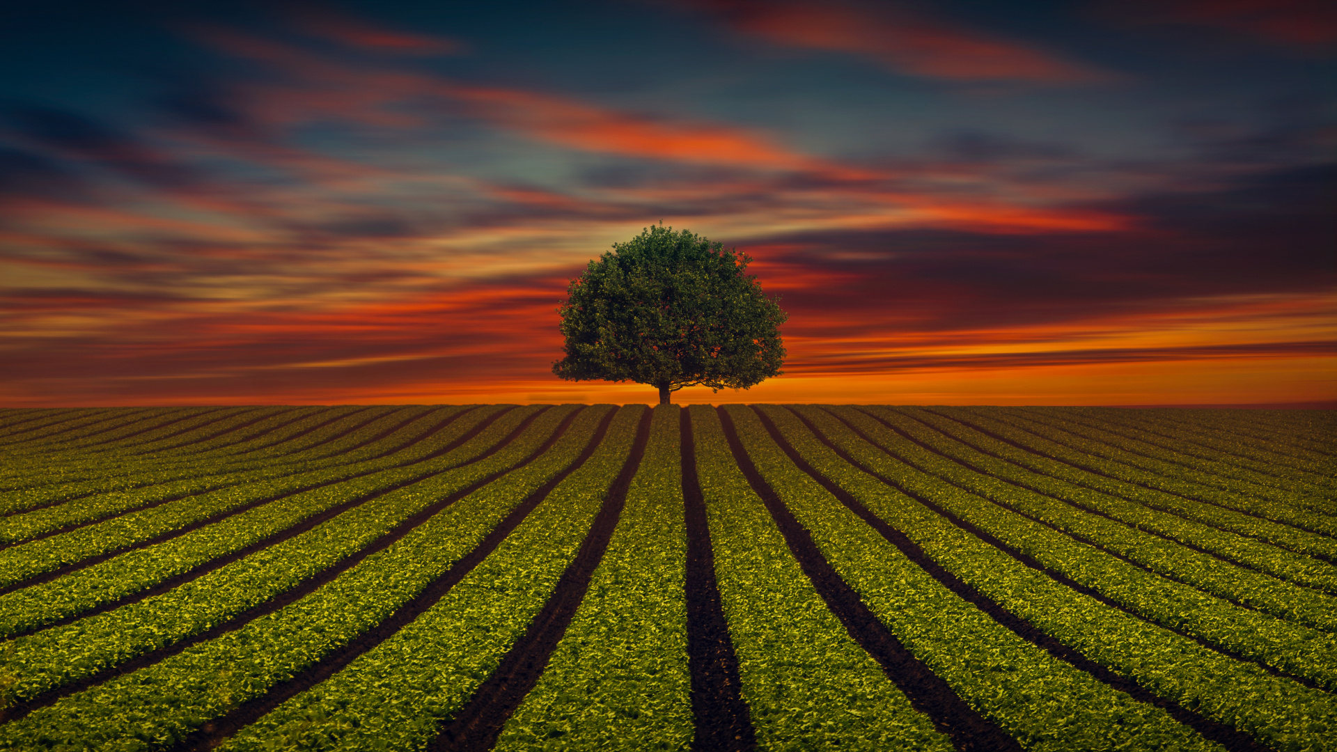Green Tree on Green Grass Field During Sunset. Wallpaper in 1920x1080 Resolution