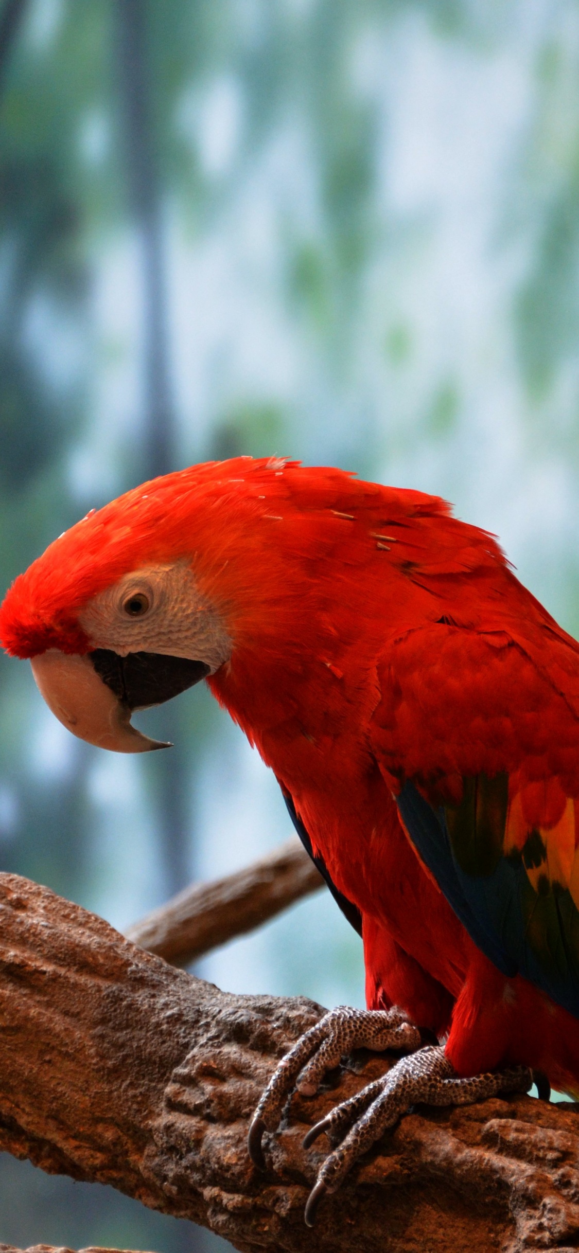 Roter Und Gelber Vogel Auf Braunem Ast. Wallpaper in 1125x2436 Resolution