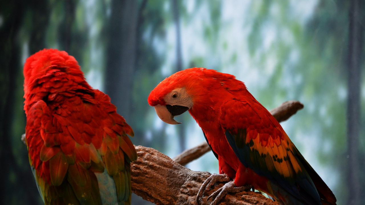 Roter Und Gelber Vogel Auf Braunem Ast. Wallpaper in 1280x720 Resolution