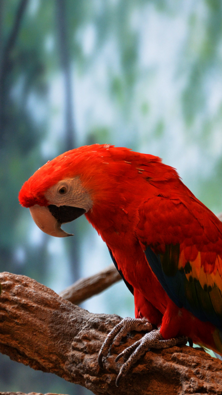 Roter Und Gelber Vogel Auf Braunem Ast. Wallpaper in 750x1334 Resolution