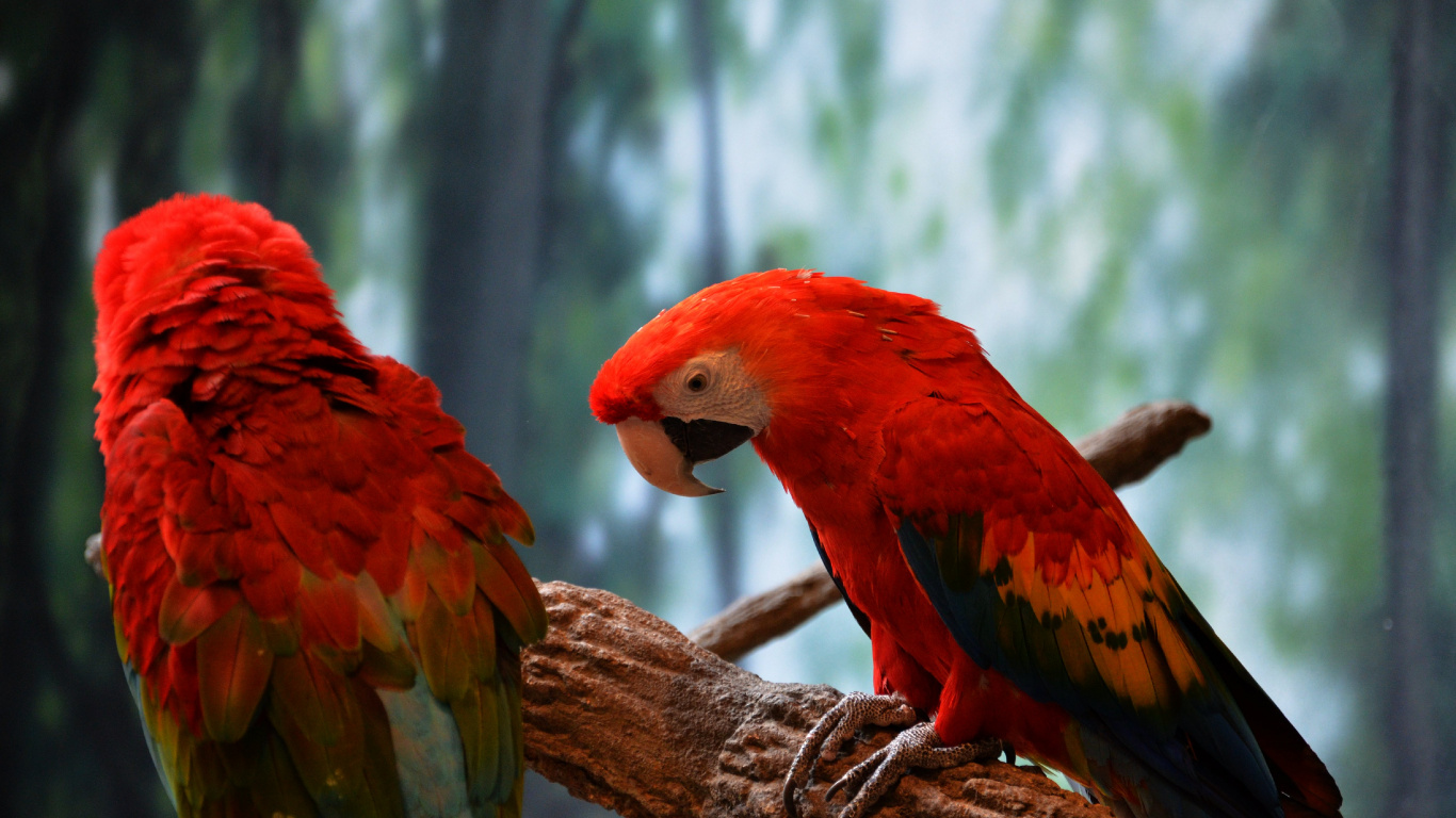 Pájaro Rojo y Amarillo en la Rama de un Árbol Marrón. Wallpaper in 1366x768 Resolution