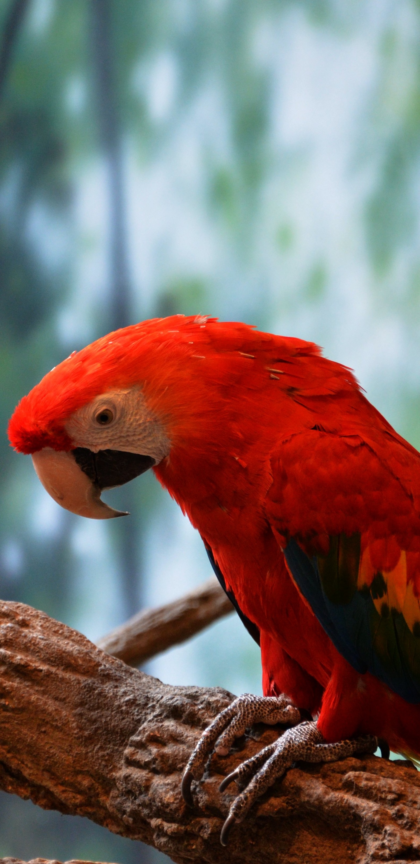 Pájaro Rojo y Amarillo en la Rama de un Árbol Marrón. Wallpaper in 1440x2960 Resolution