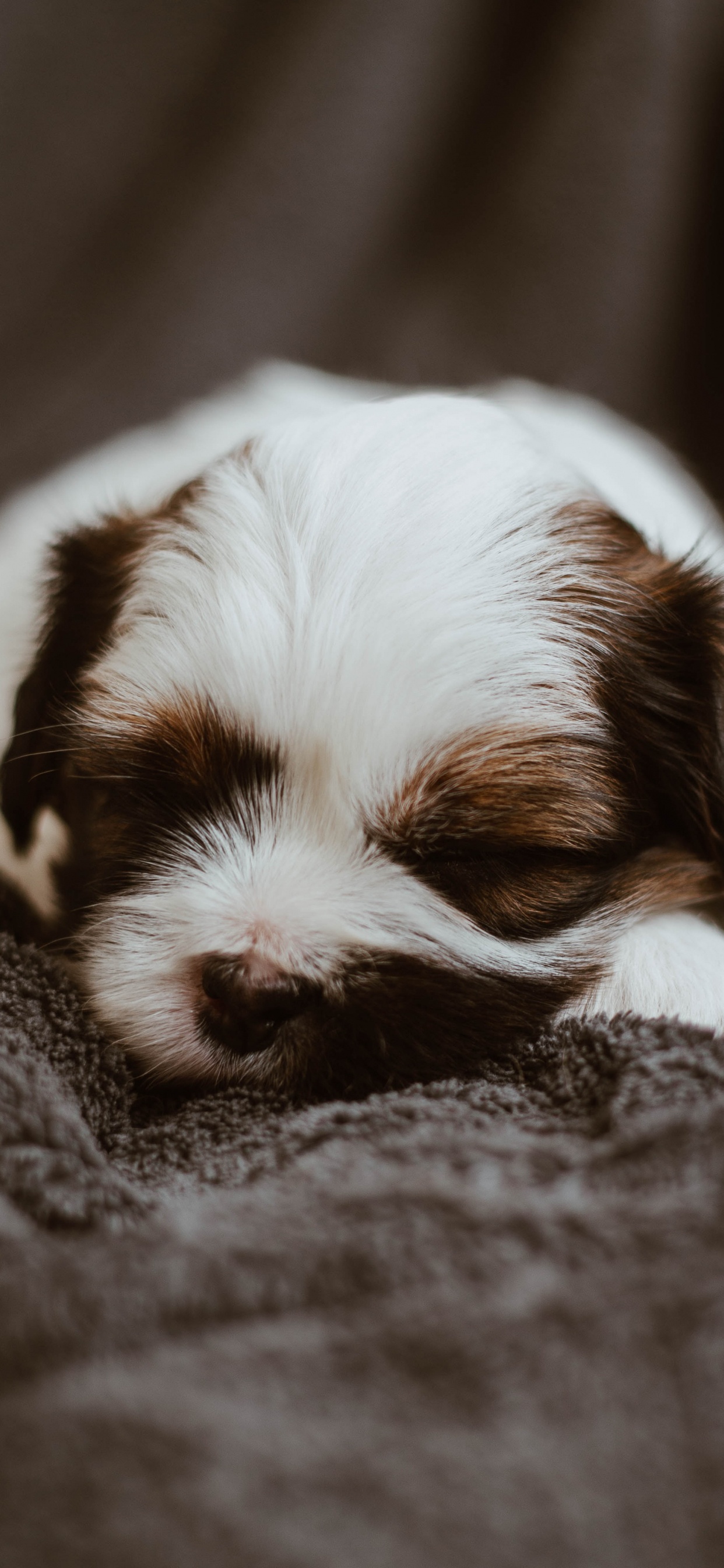 White and Brown Long Coated Small Dog on Gray Textile. Wallpaper in 1242x2688 Resolution