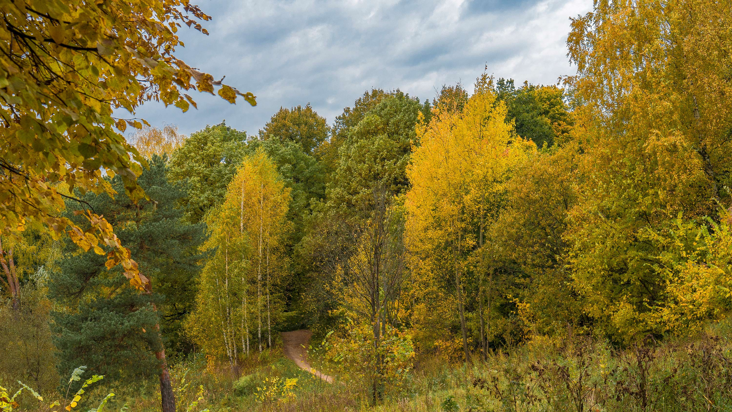 Green and Yellow Trees Under White Clouds and Blue Sky During Daytime. Wallpaper in 2560x1440 Resolution