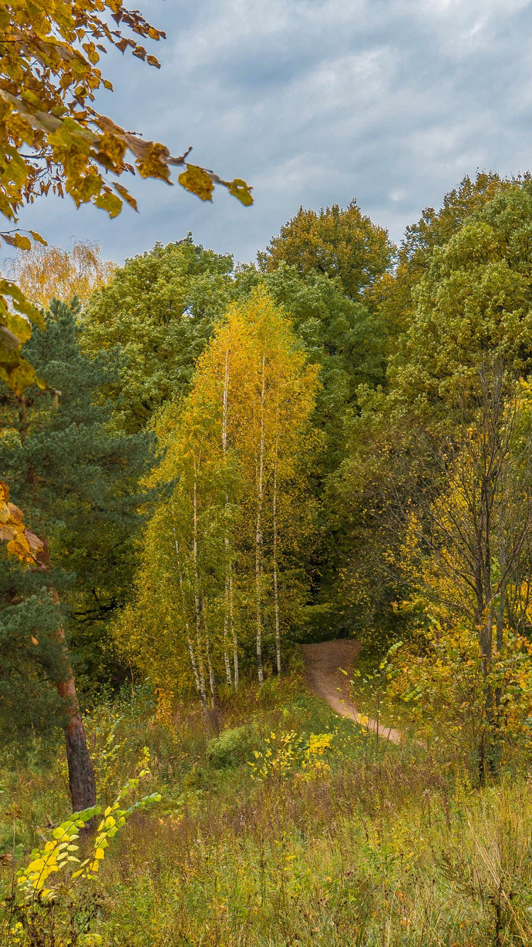 Green and Yellow Trees Under White Clouds and Blue Sky During Daytime. Wallpaper in 750x1334 Resolution