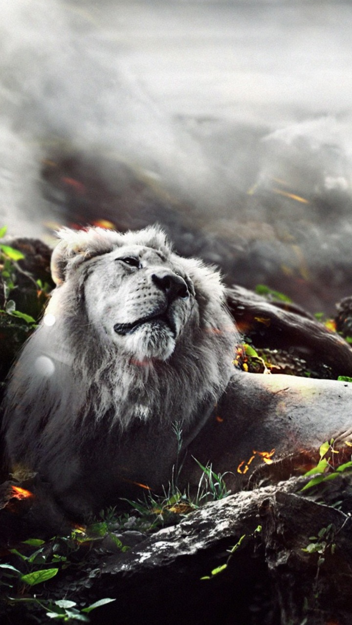 Lion Gris Sur Rocher Noir. Wallpaper in 720x1280 Resolution