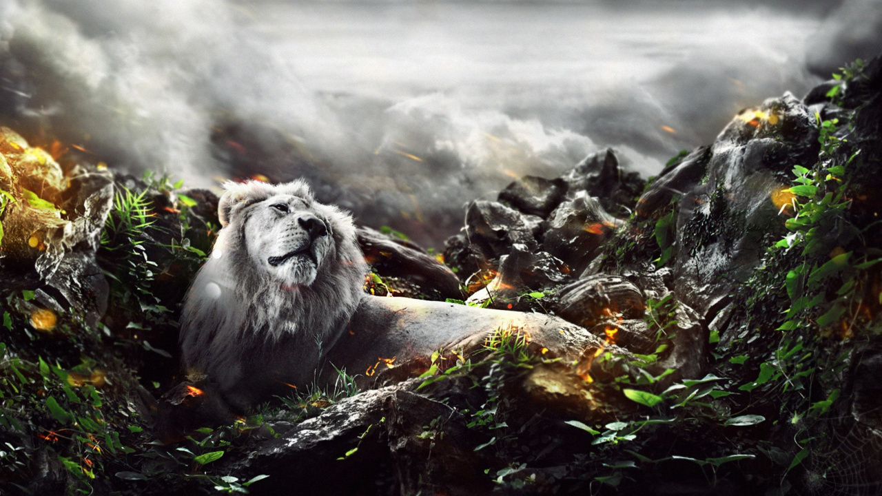 Gray Lion on Black Rock. Wallpaper in 1280x720 Resolution